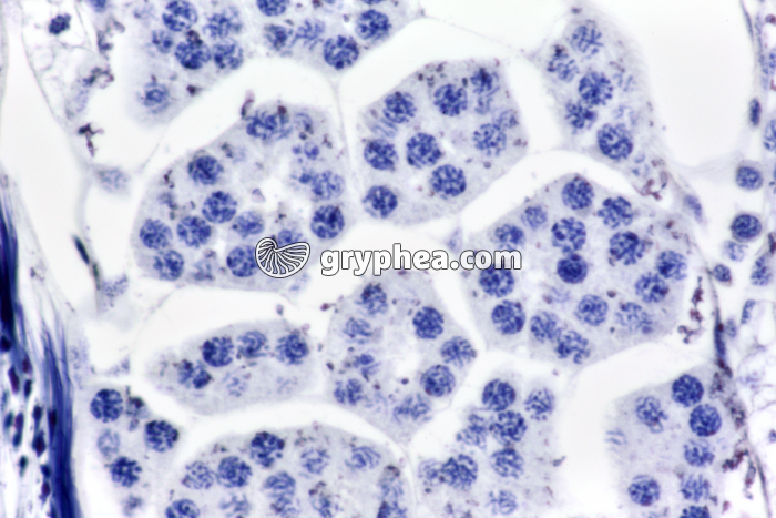 Méiose dans testicule de Criquet (spermatocytes 1) x160 - gryphea.com